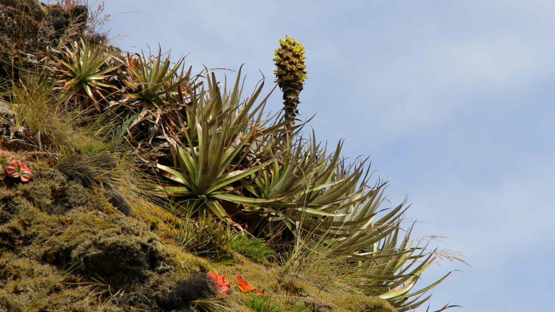 Wildlife & Flora Found in the Inca Trail | Kenko Adventures