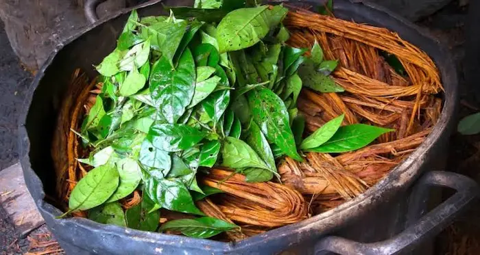 Ayahuasca and Peruvian Cultural Heritage