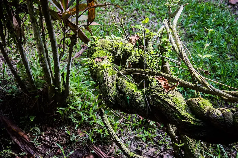 What Is Ayahuasca?