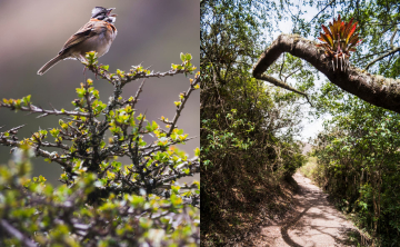 Wildlife & Flora Found in the Inca Trail