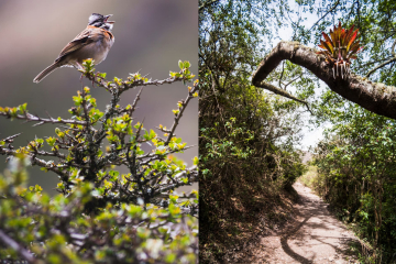 Wildlife & Flora Found in the Inca Trail